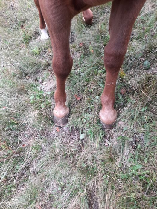 Vând  schimb mânz semigreu