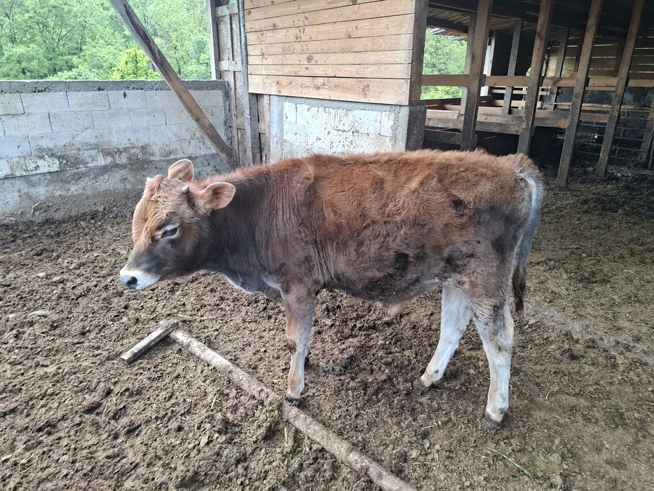 Продават се телета