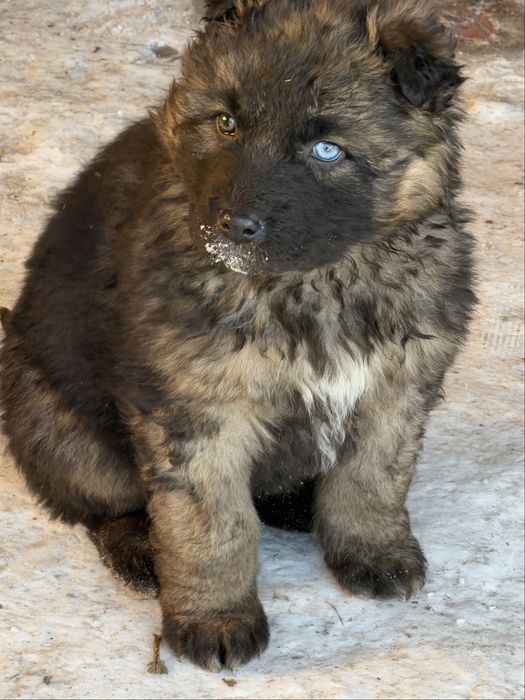 Щенки смесь с овчаркой