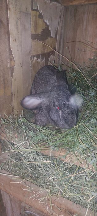 Кролики продаются