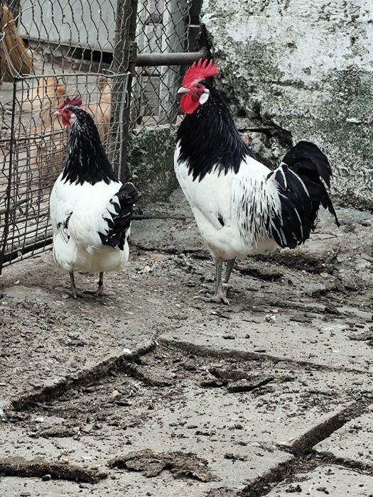 Lakenvelder găină și cocoș