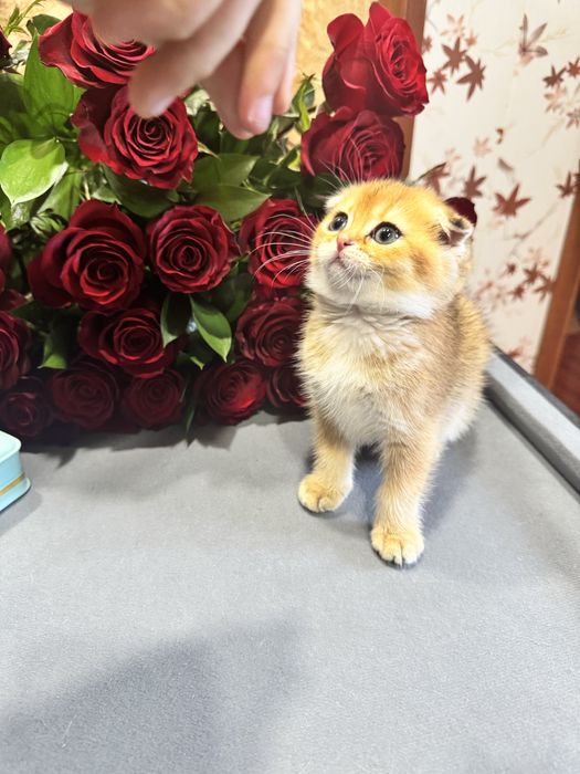 Продается шиншилла голд