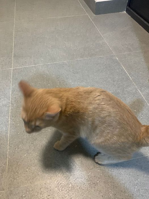 Кошка мальчик 4месяца