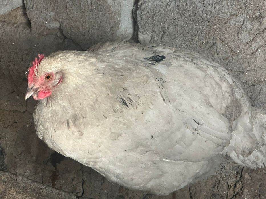 Продам курей домашних