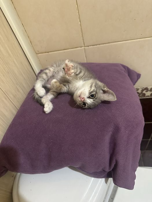 Отдам котенка в добрые руки
