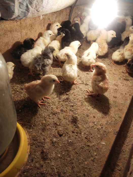 Балапандар бір күндік