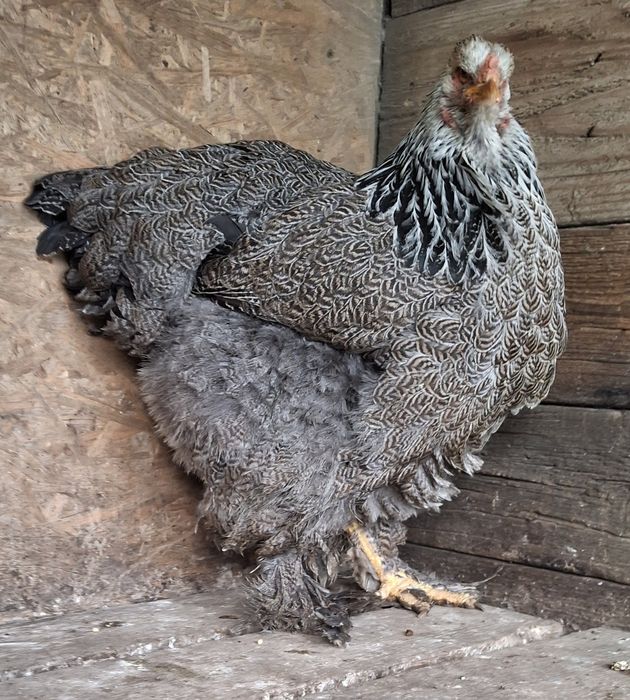 Vând găină brahma Hî