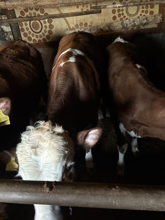 Продам быков и нетелей