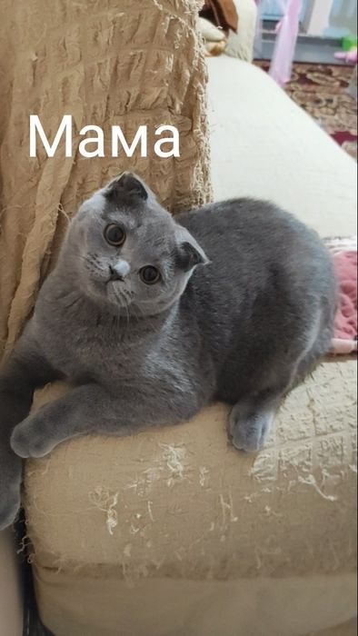 Готовятся к продаже шикарные котята, скоттиш страйт и скоттиш фолд.