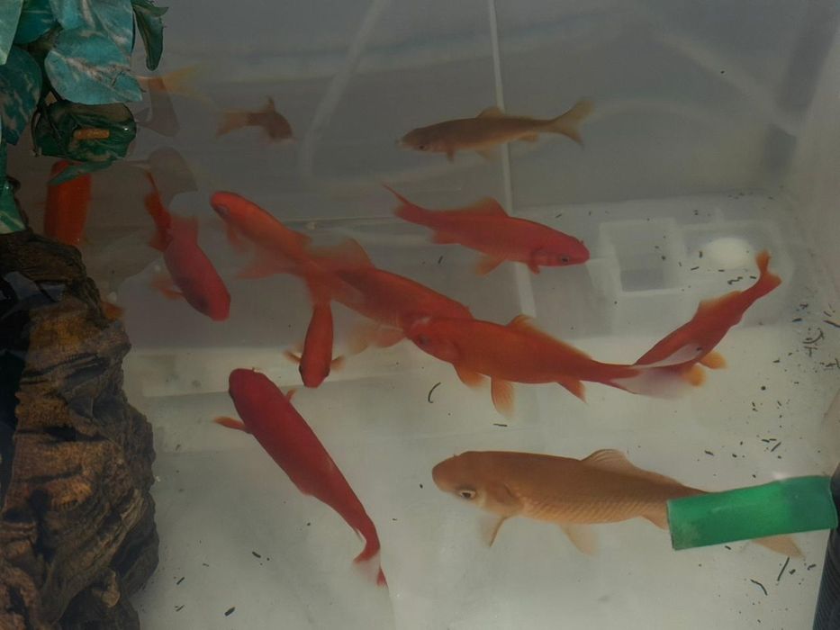 Продам золотую рыбу