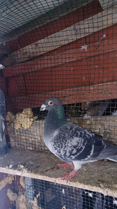 Vând porumbei voiajori