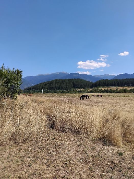 Продава се Парцел в Дупница - 10000 кв.м за 1 €/кв.м - Снимка #2