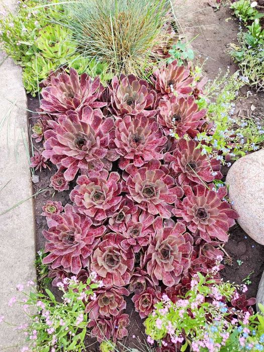 Гибискус древовидный