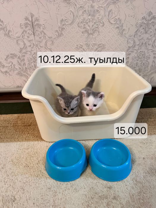 Продам котят мальчик и девочка .
