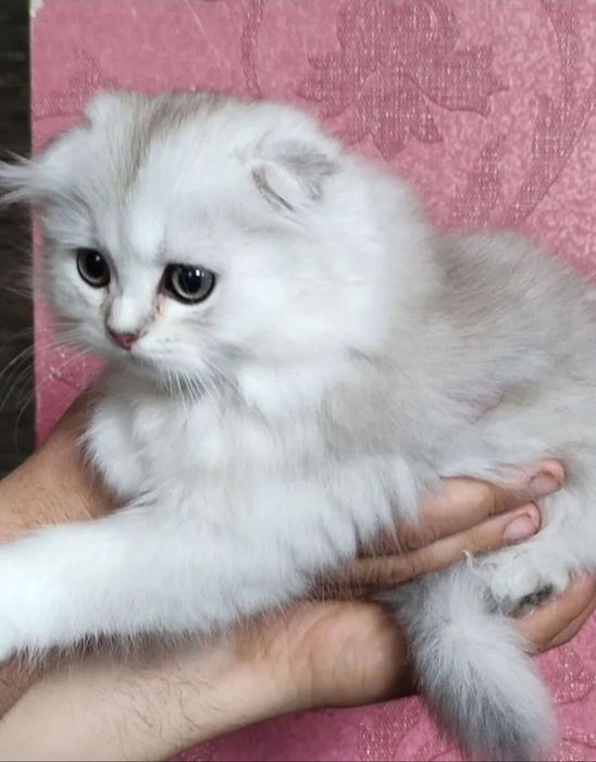 Шотландский котик серебристая шиншилла