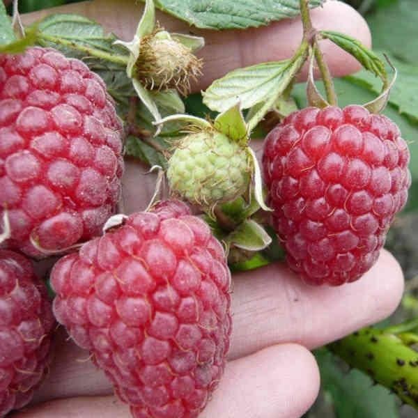 Maravila Malina koʻchati