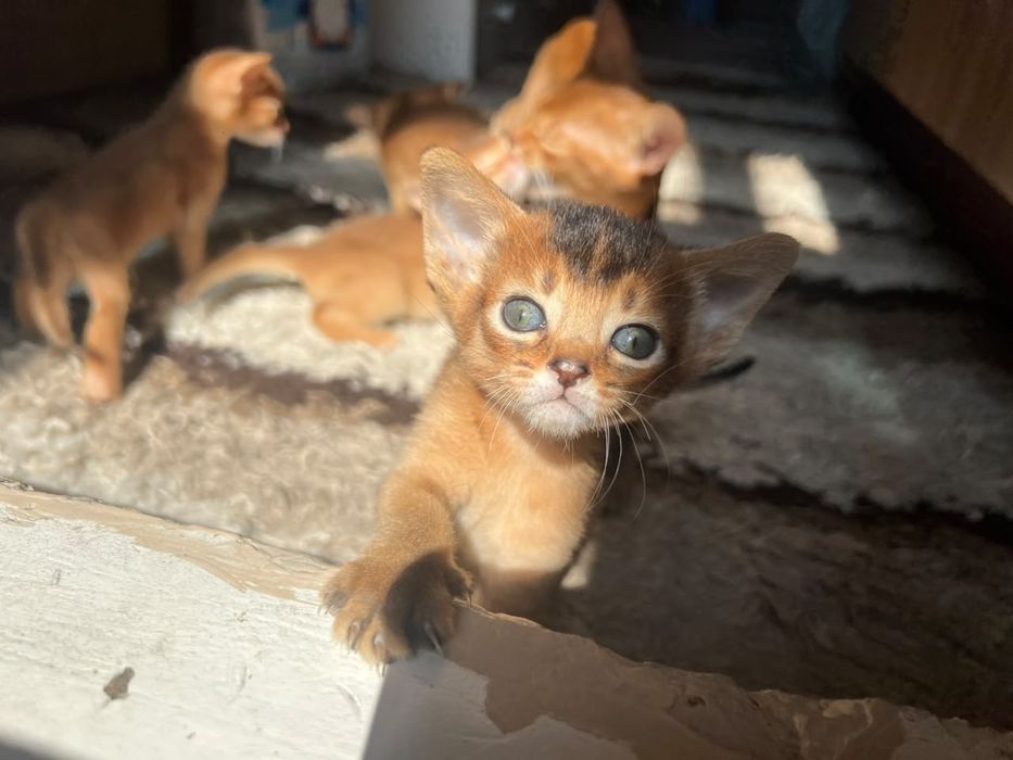 АБиссинская кошка
