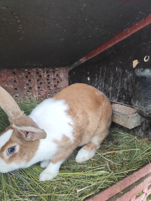 Hycole francez femele