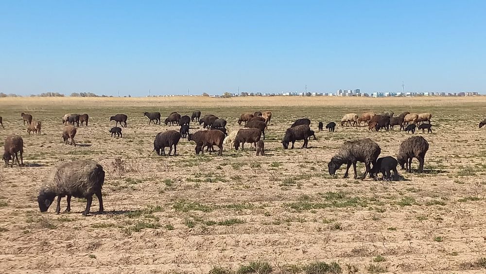 Қозлы қой сатылады