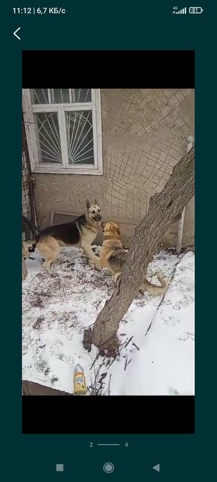 Восточноевропейская овчарка