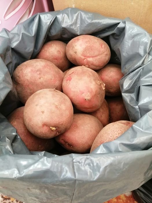 Продам картофель на еду.