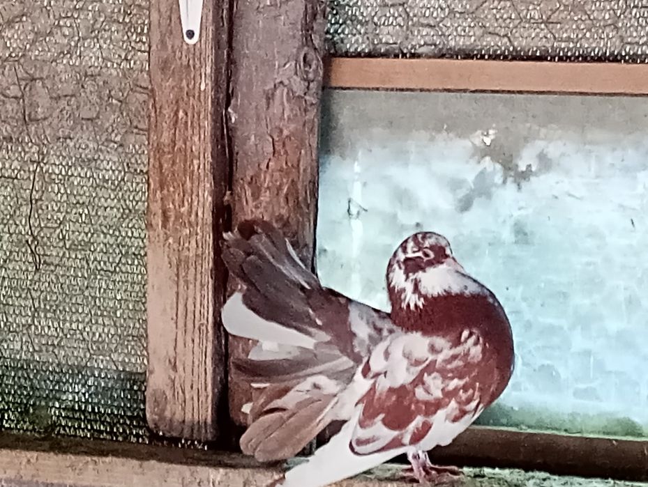 Porumbei standard românesc și voltați. 2021-2025.