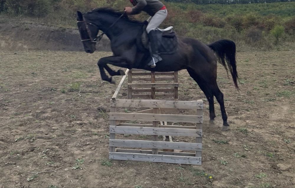 Iapa cal de sport