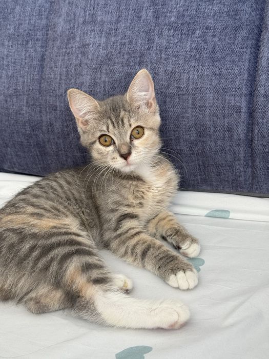 Котенок ищет добрые руки!