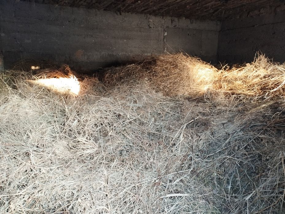 Шөп. Жоңышқа. Баудың шөбі