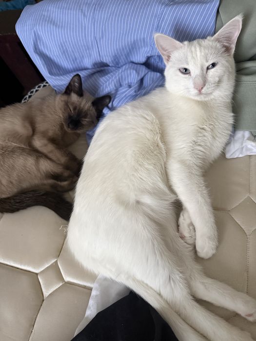 Отдам даром в хорошие руки