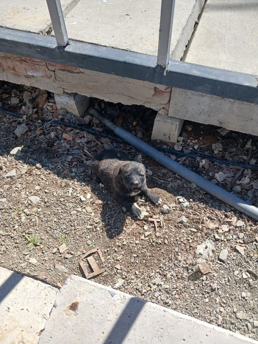 Отдам щенят в хорошие руки