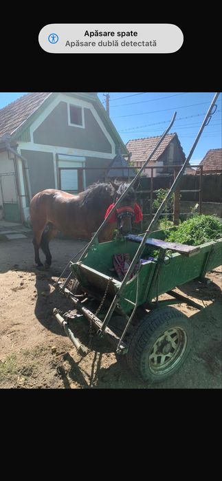 Iapa de 4 ani cu caruta