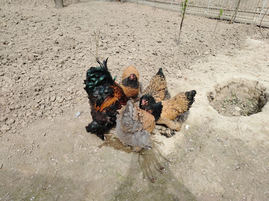 Brama Tuxumlar Sotuvda Zakas Xam Olaman