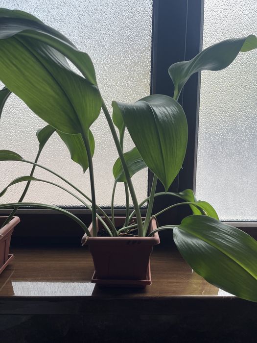 Комнатные растения