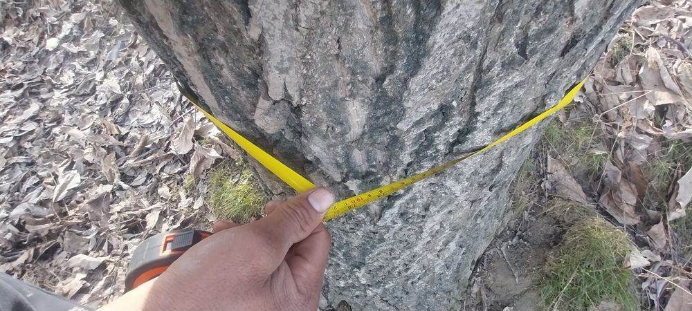 Yongoq darahti sotiladi 4 tup aylanasi 2m .1.90.shu atrofida hammasi