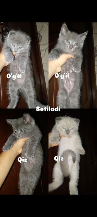 Foold va strayt mushukla sotiladi