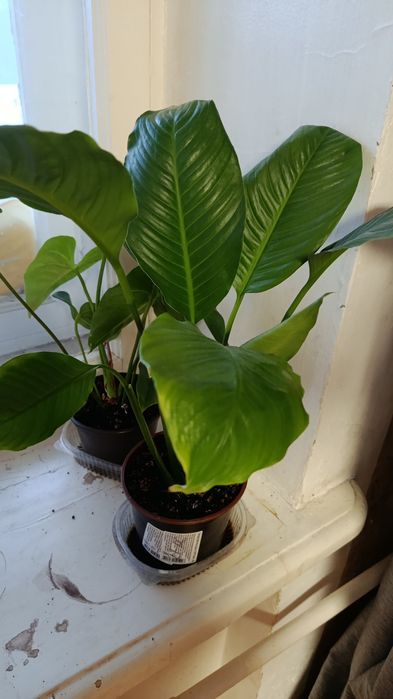 Антуриум . мужское