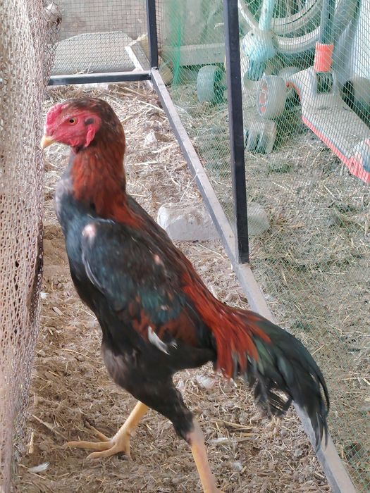 Hamasi tezda sotiladi