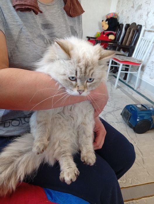 Породистая кошка.