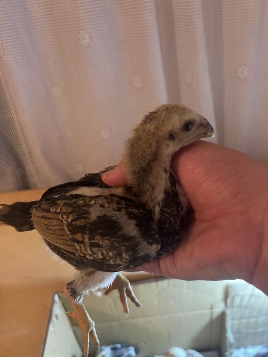 О Шамо цыплята дакан бойцовые