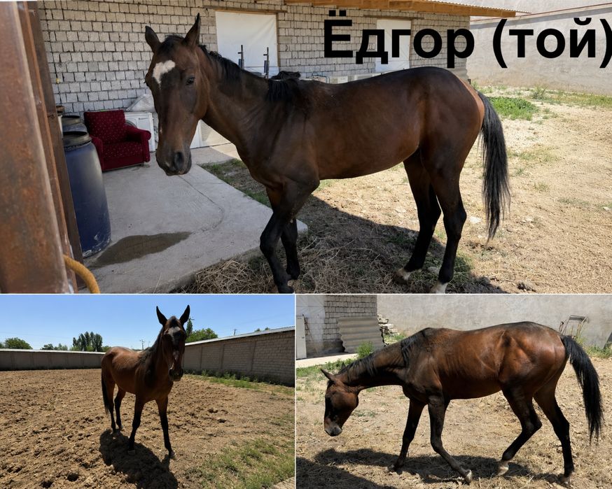 Ахалтекин отлари