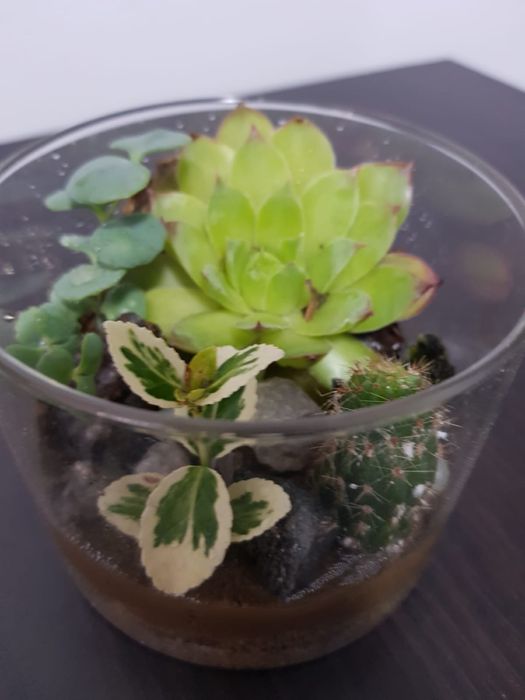 Terariu plante naturale