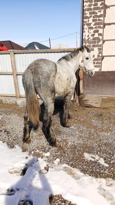 Көк Айғыр 6 жасар