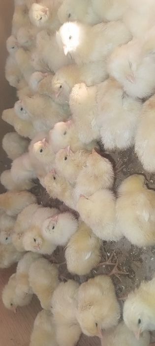 Joʻja Lenin sendi sotiladi