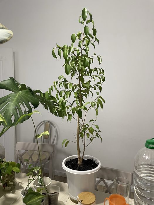 Фикус эльдорадо комнатные цветы