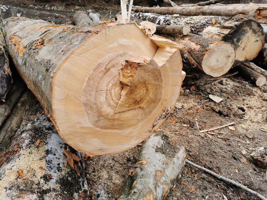 Lemn de FOC esenta tare Fag