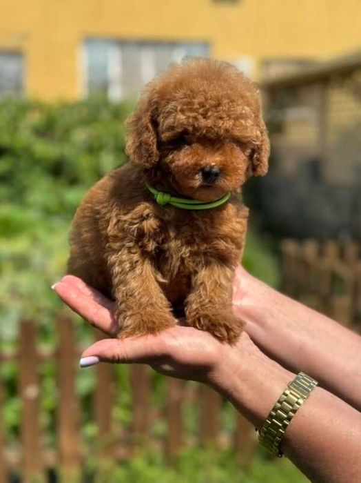 Pudel toy/mini red,pui superb din părinți cu pedigree la 2 luni