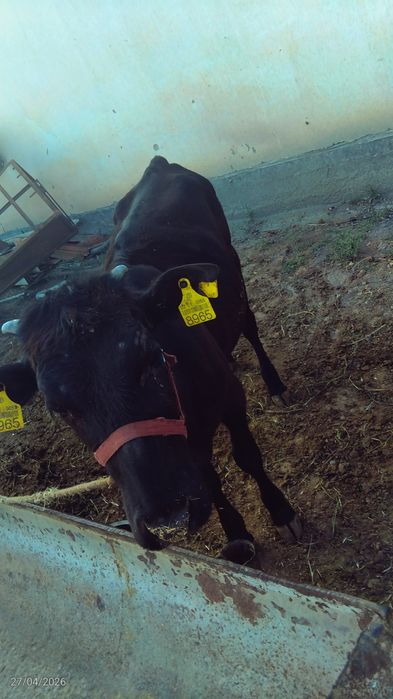 Ğunojin sotiladi srochna qorniga bolasi bulishi kerak
