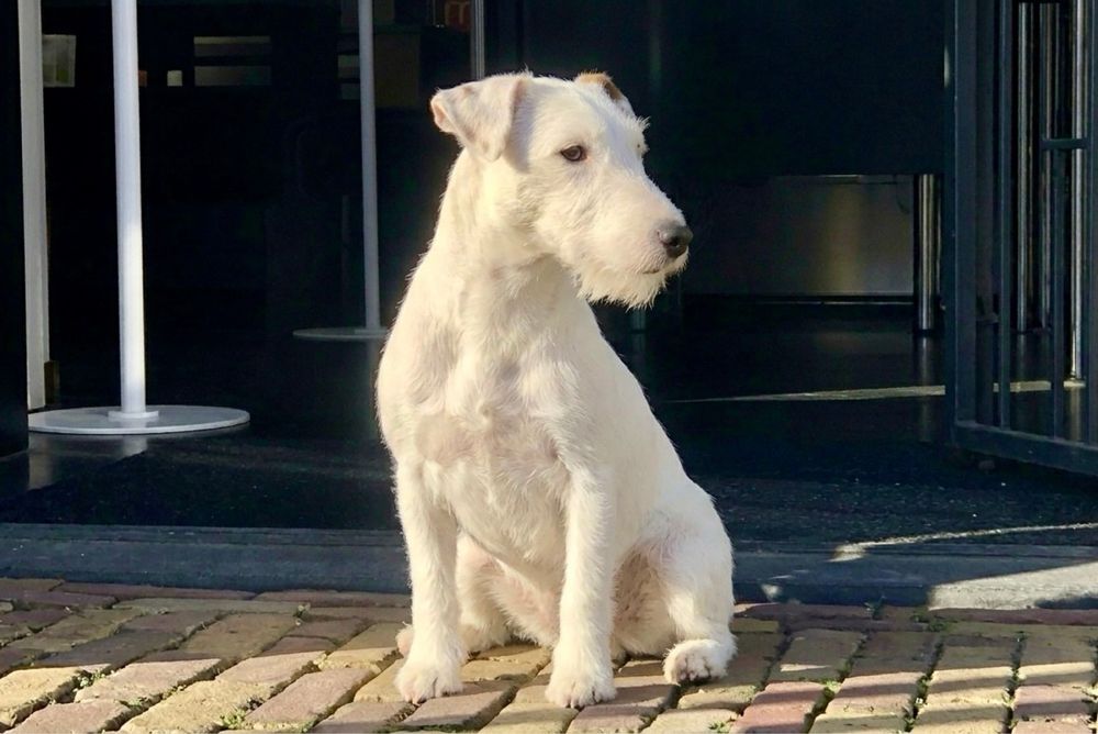 Буля — умная девочка с мягким характером