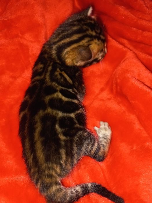 Бенгальские чистокровные!